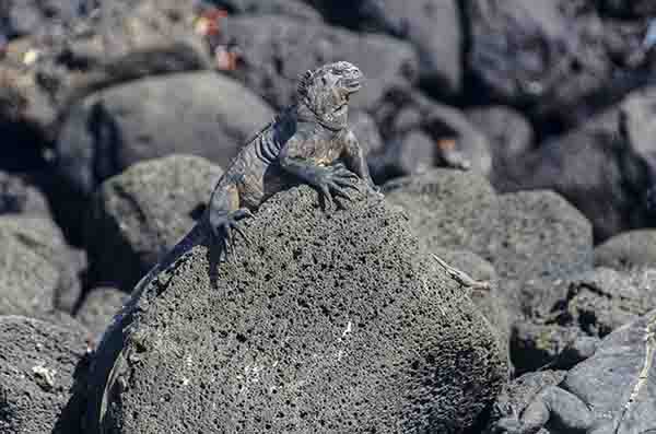 Iguana Marina - isla Isabela - islas Galápagos - Ecuador 4.jpg